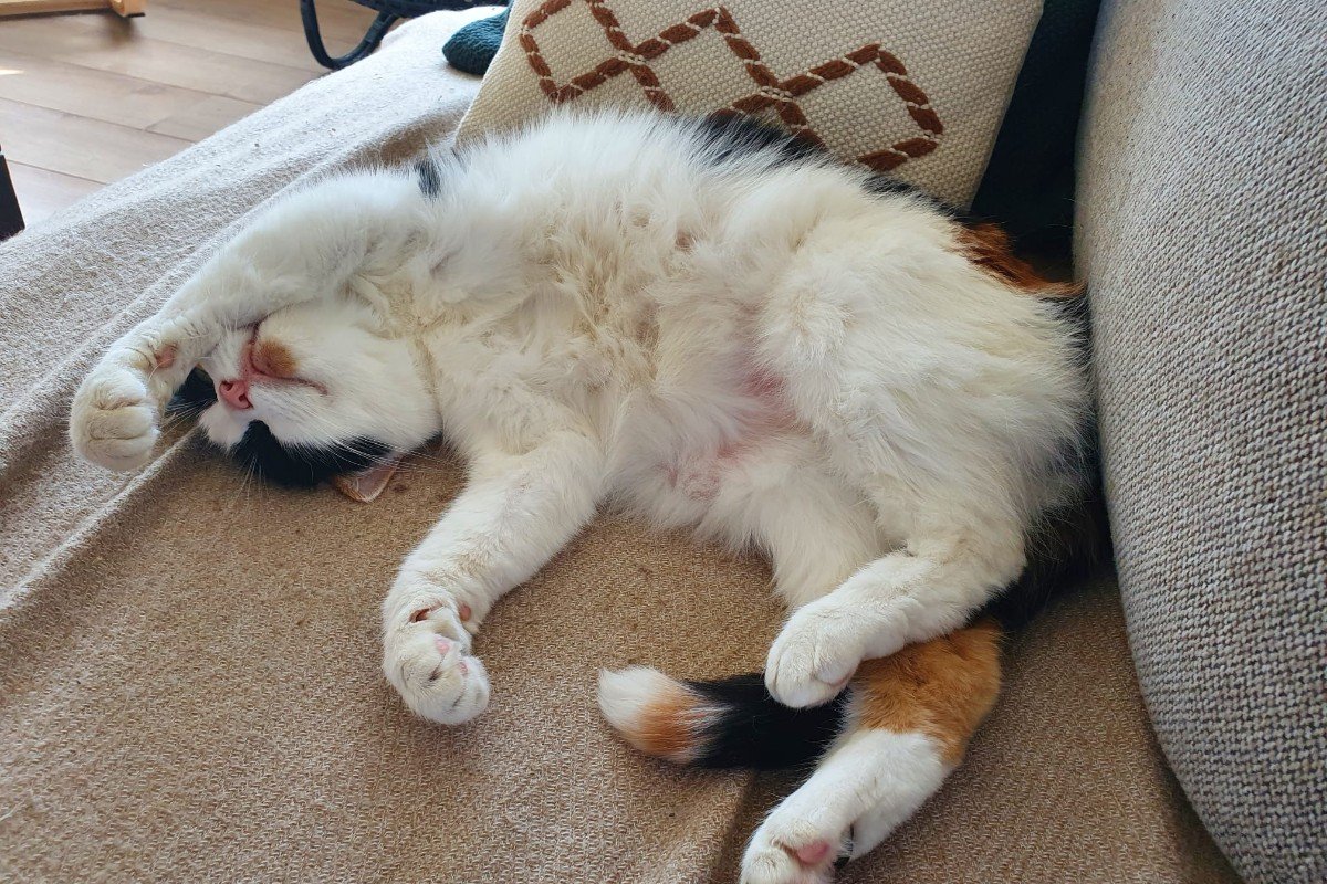 Poukie (Puk)