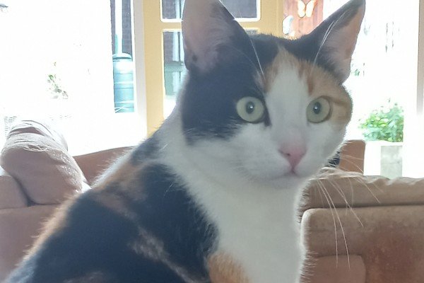 Missy