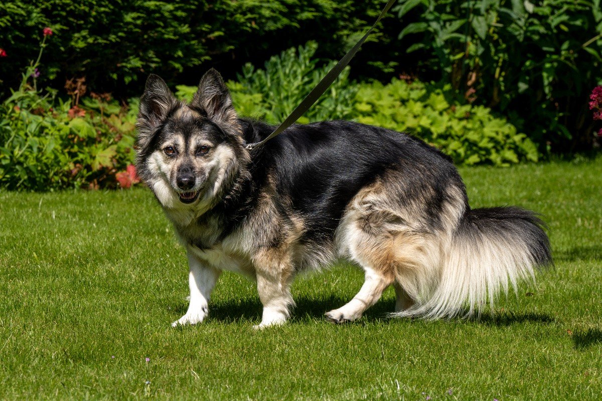 Pip