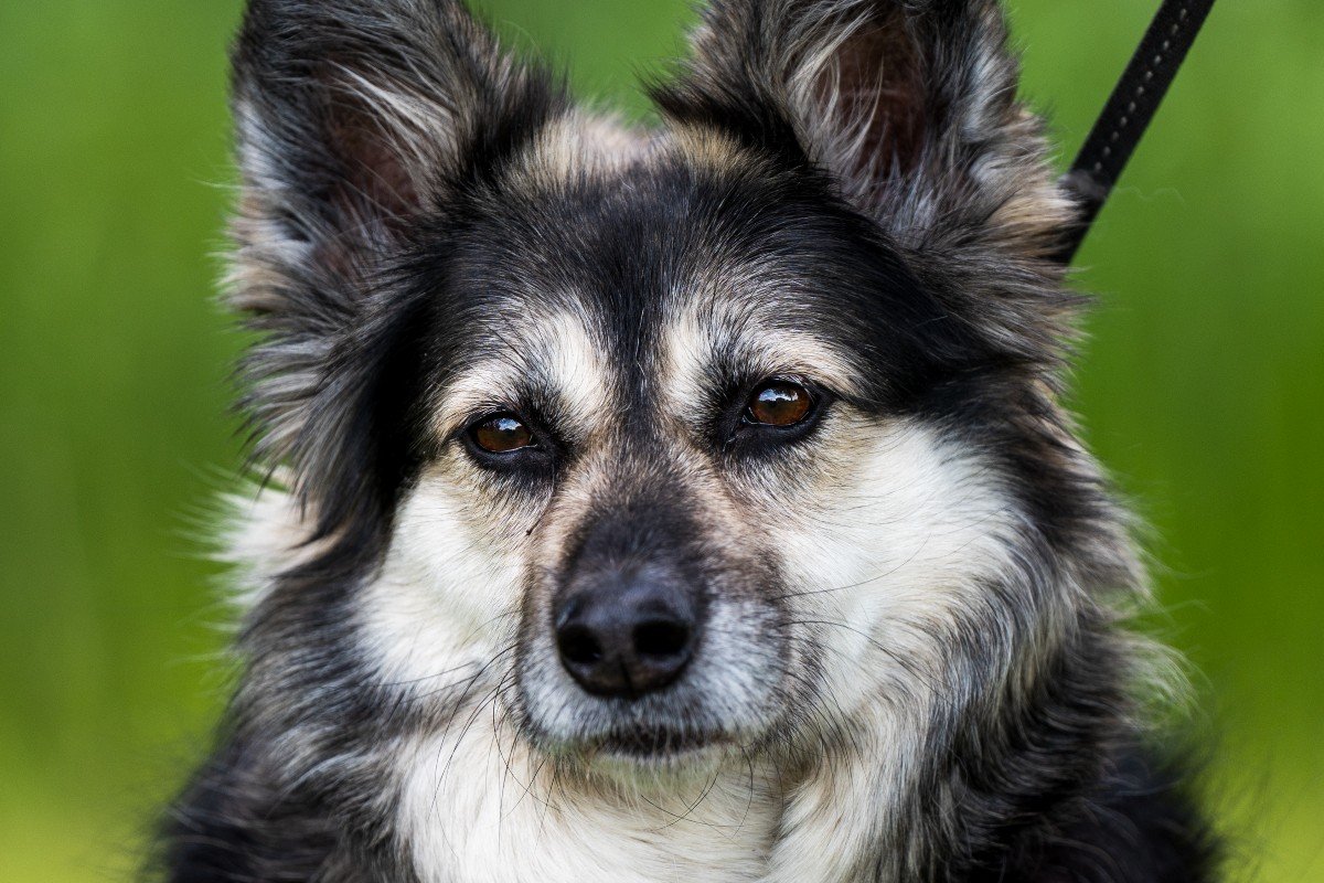 Pip