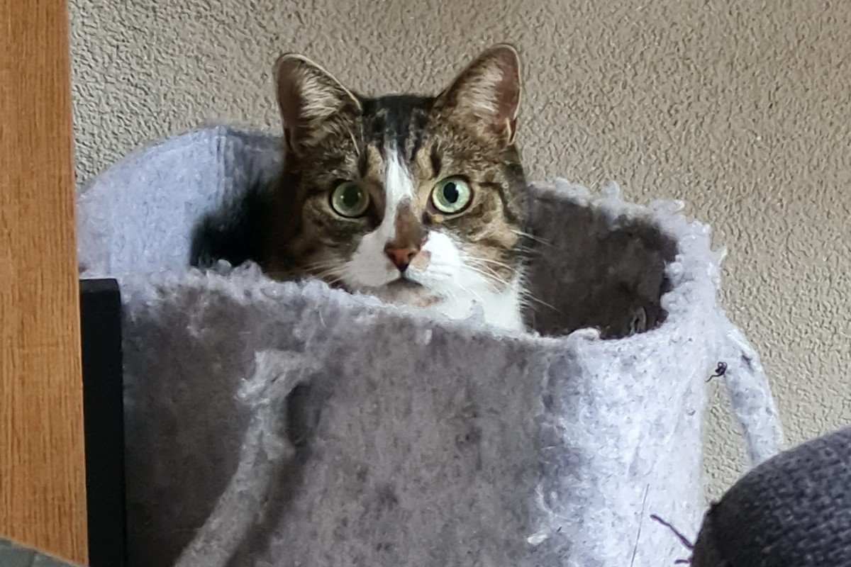 Keesje