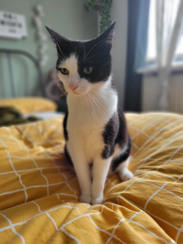 Pip