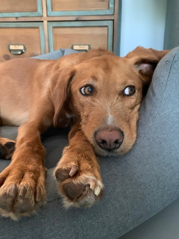Dex