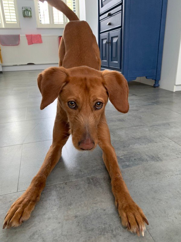 Dex