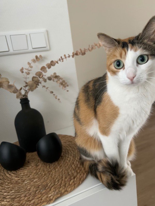 Lua