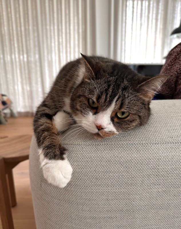 Mozzie