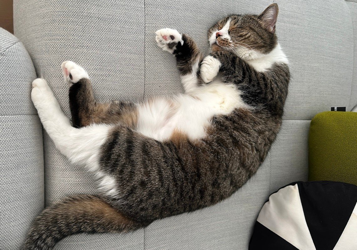 Mozzie