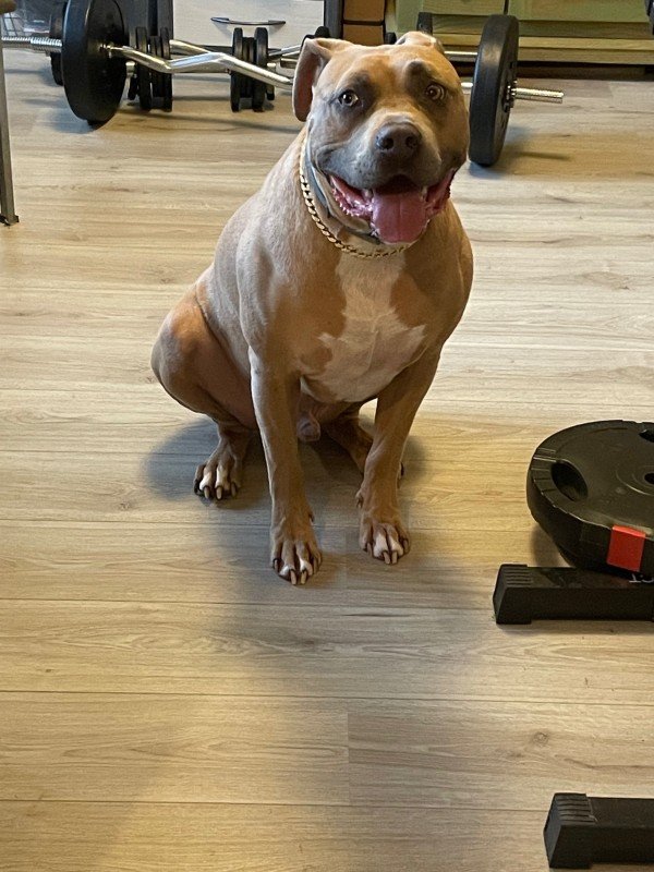 Buddy