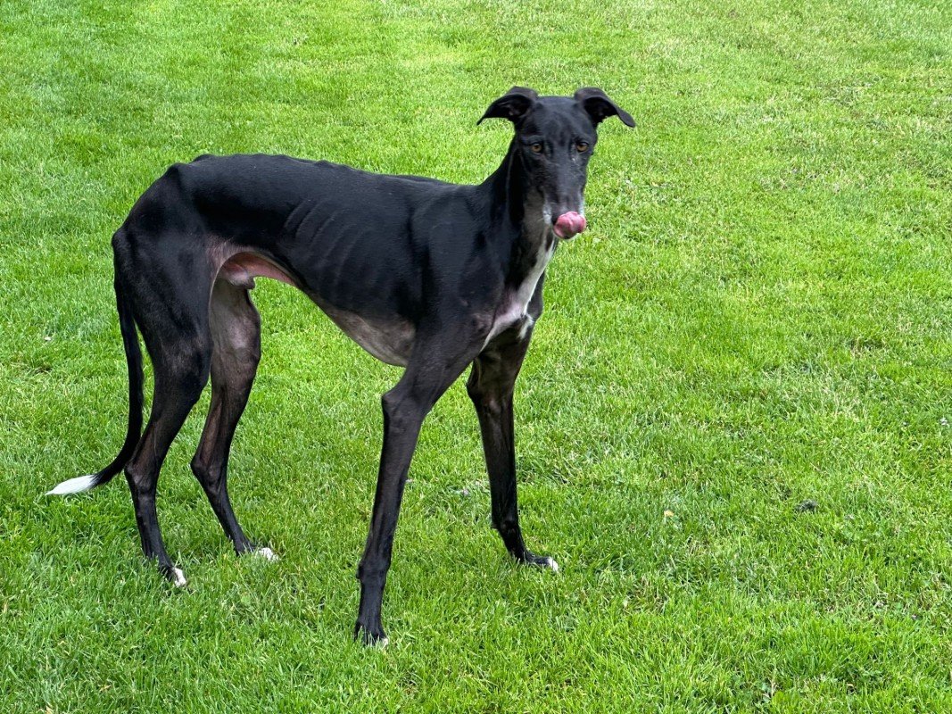 Sirius