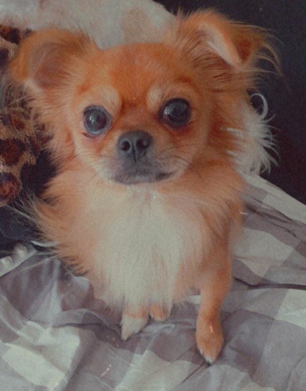 Teddy