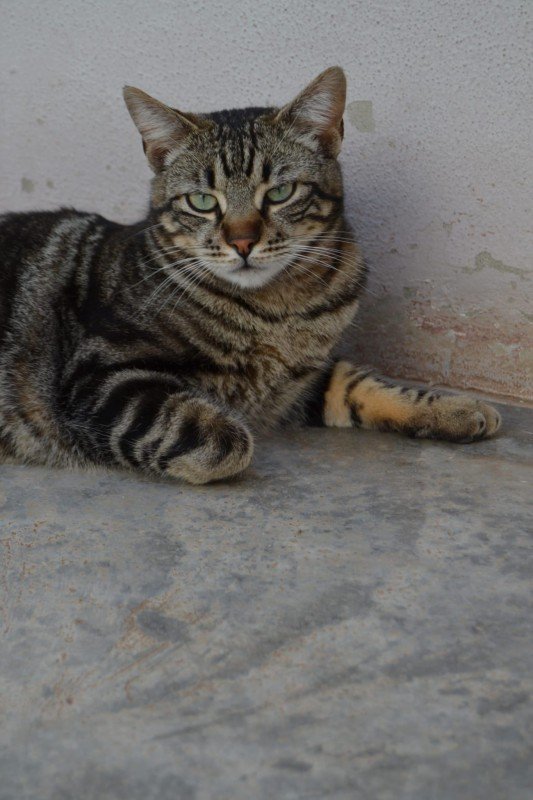 Jack