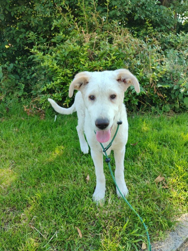 Koda