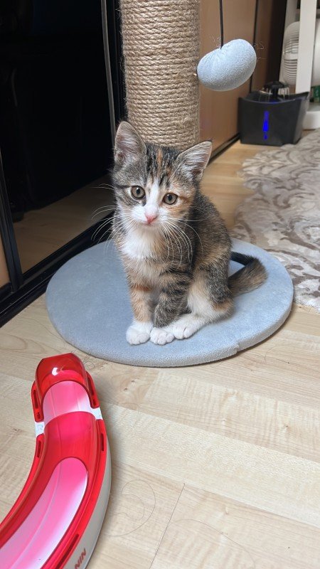 Mimi