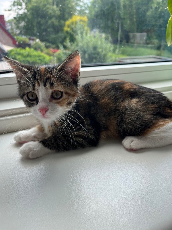 Mimi