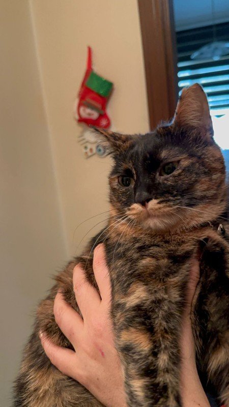 Hazel