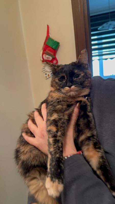 Hazel