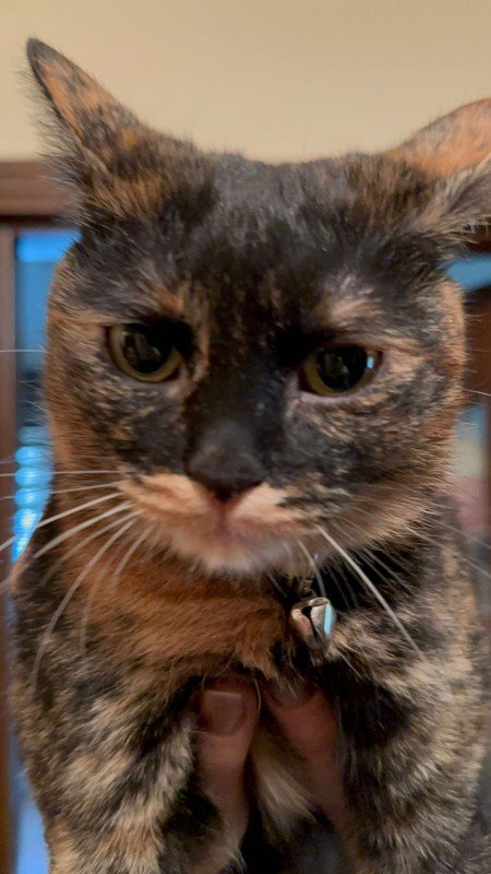 Hazel