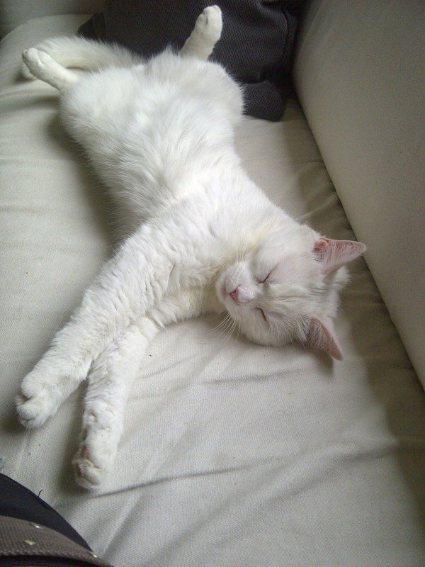 Gismo
