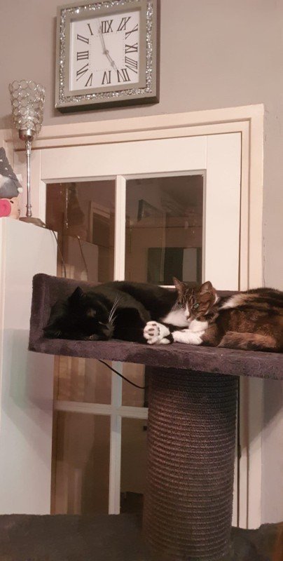Tijger