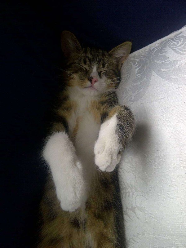 Tijger