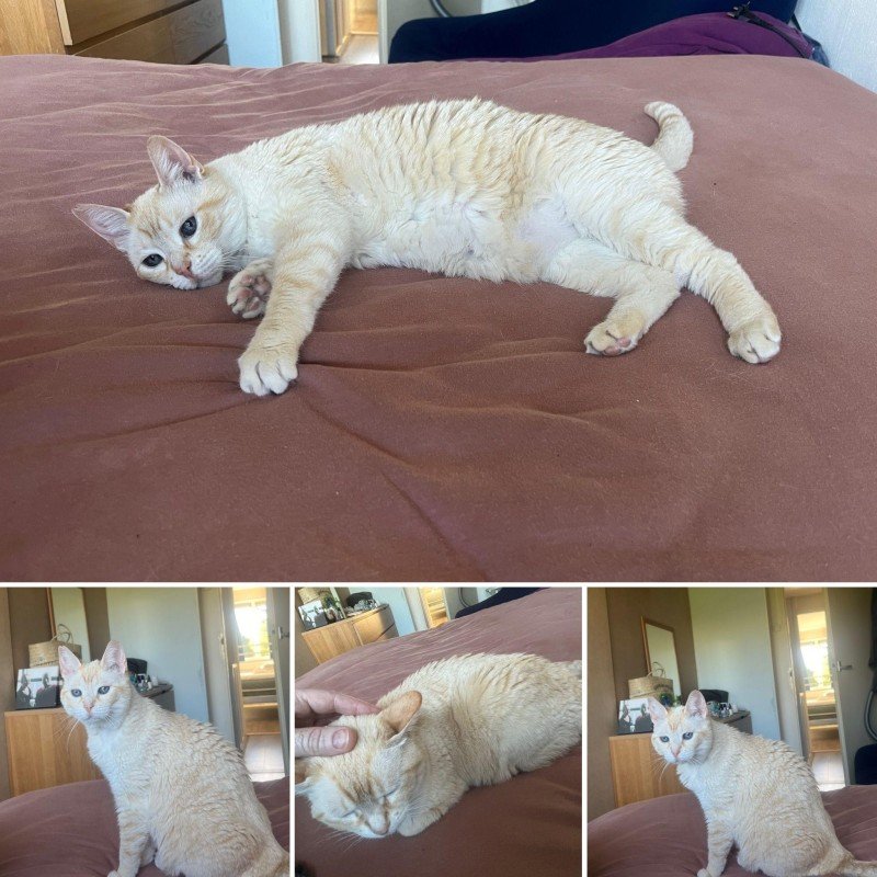Mili