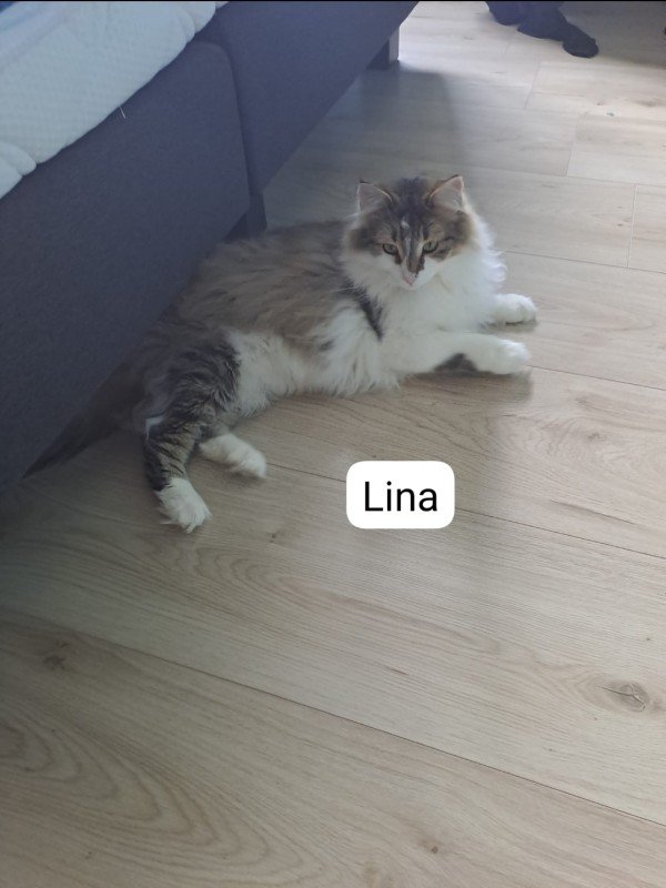 Lina