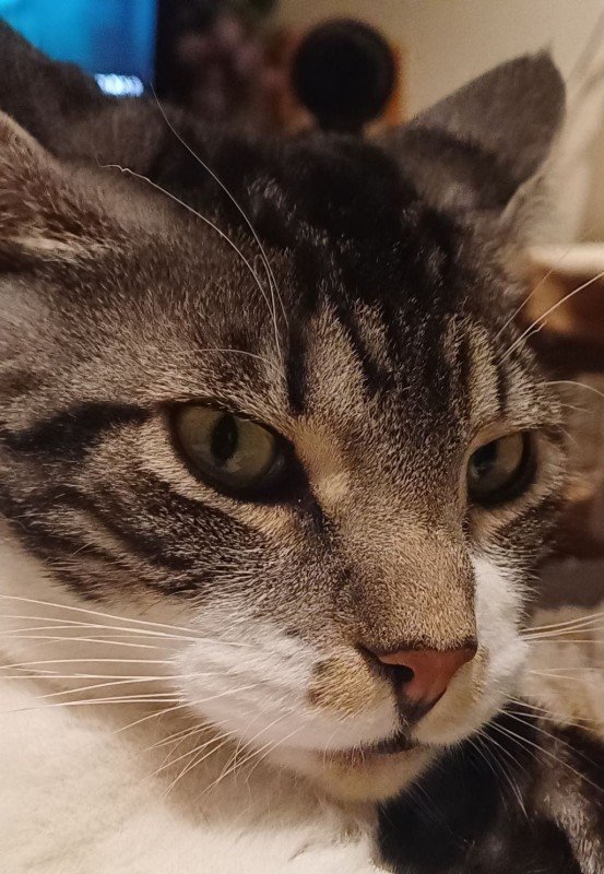 Bucky