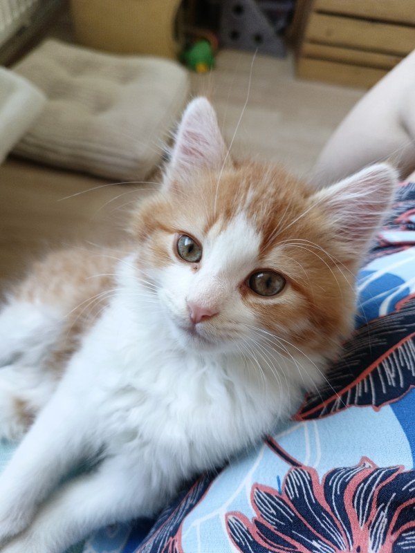 Binkie