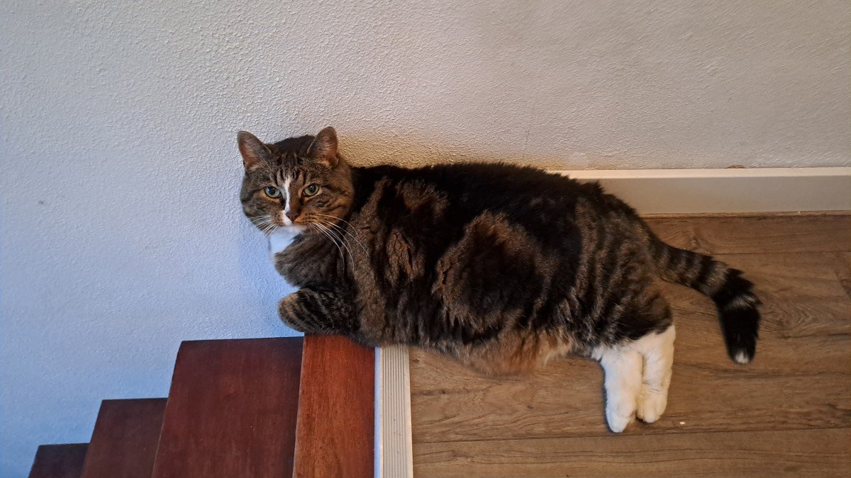 Nacho