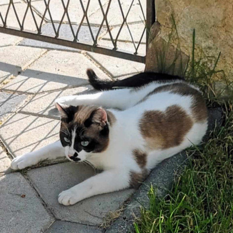 Oreo