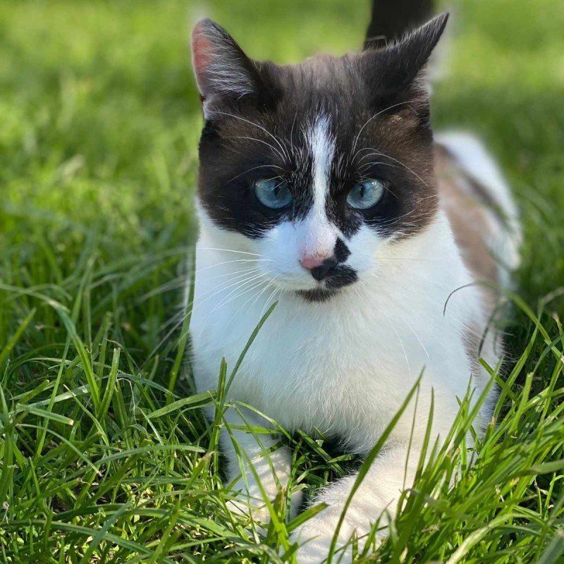 Oreo