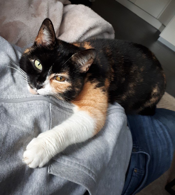 Bibi