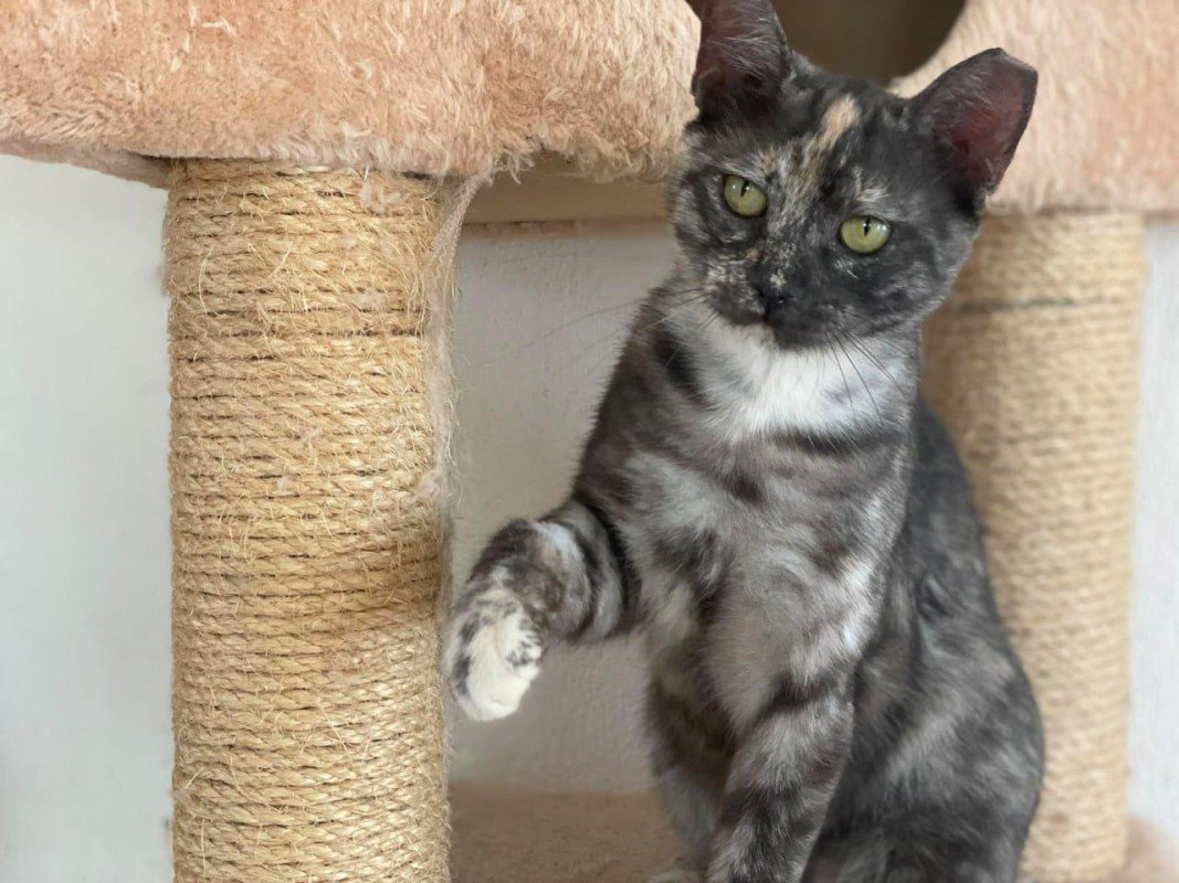 Beba