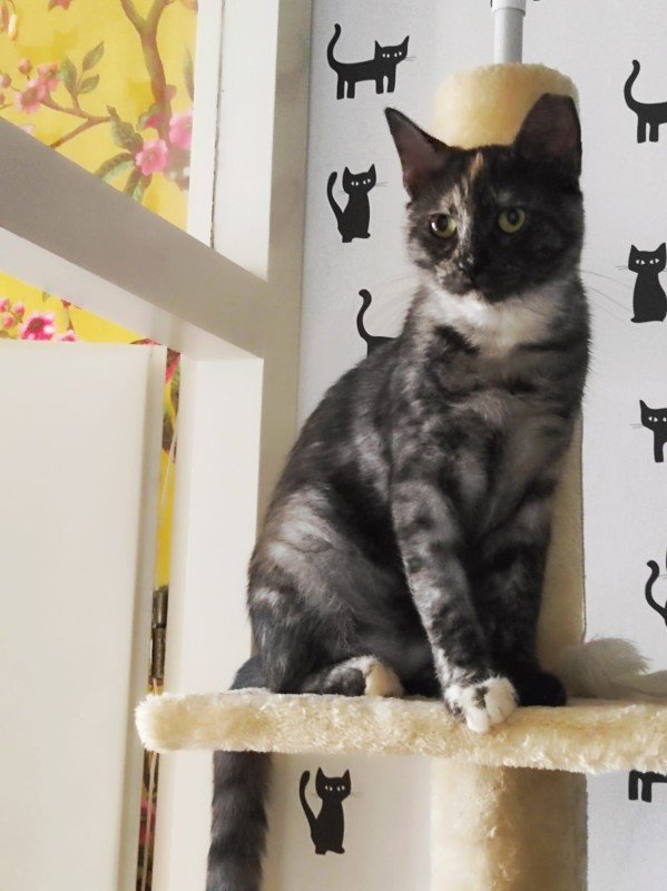 Beba