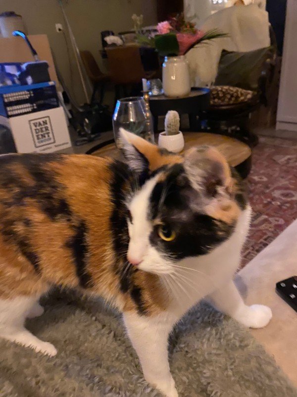Amy