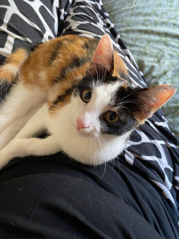 Amy