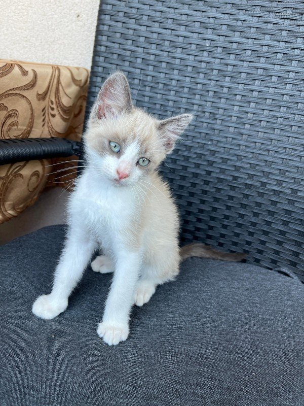 Mocca