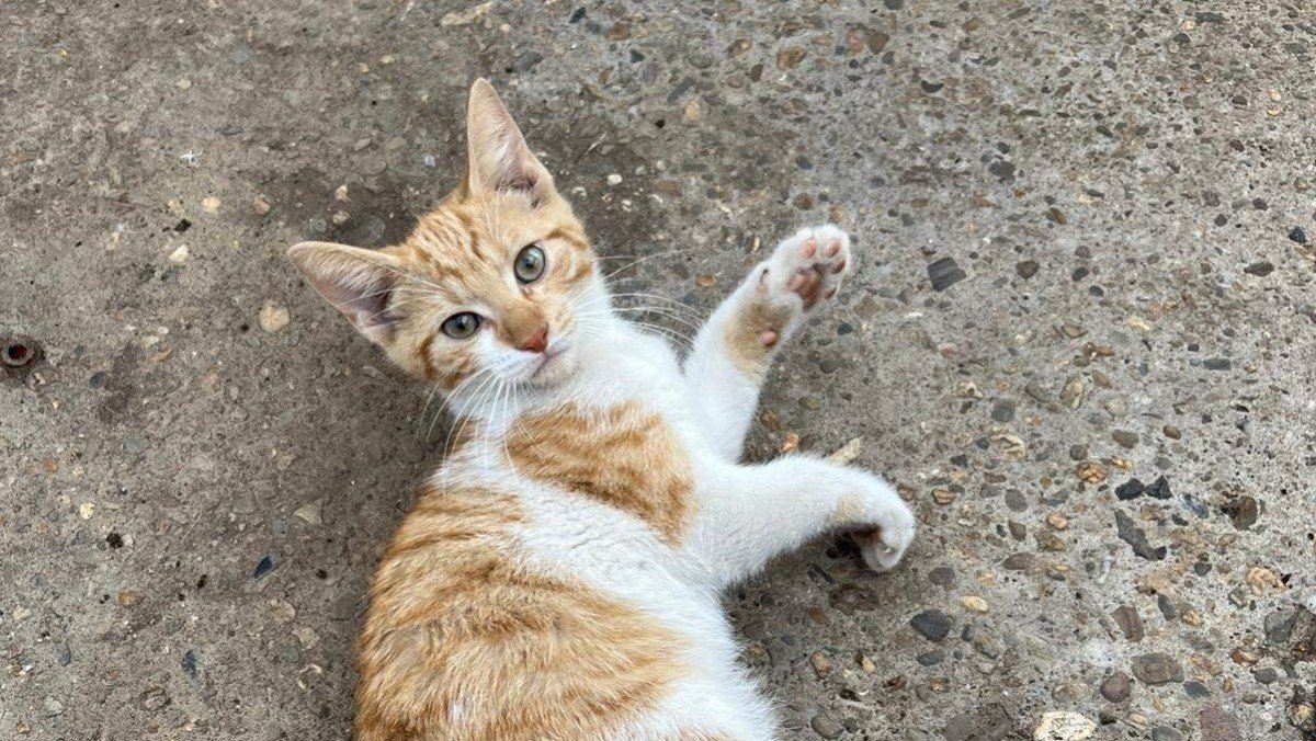 Leo