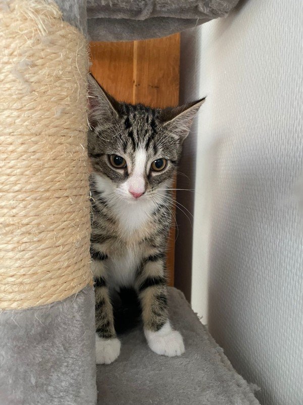 Yuki
