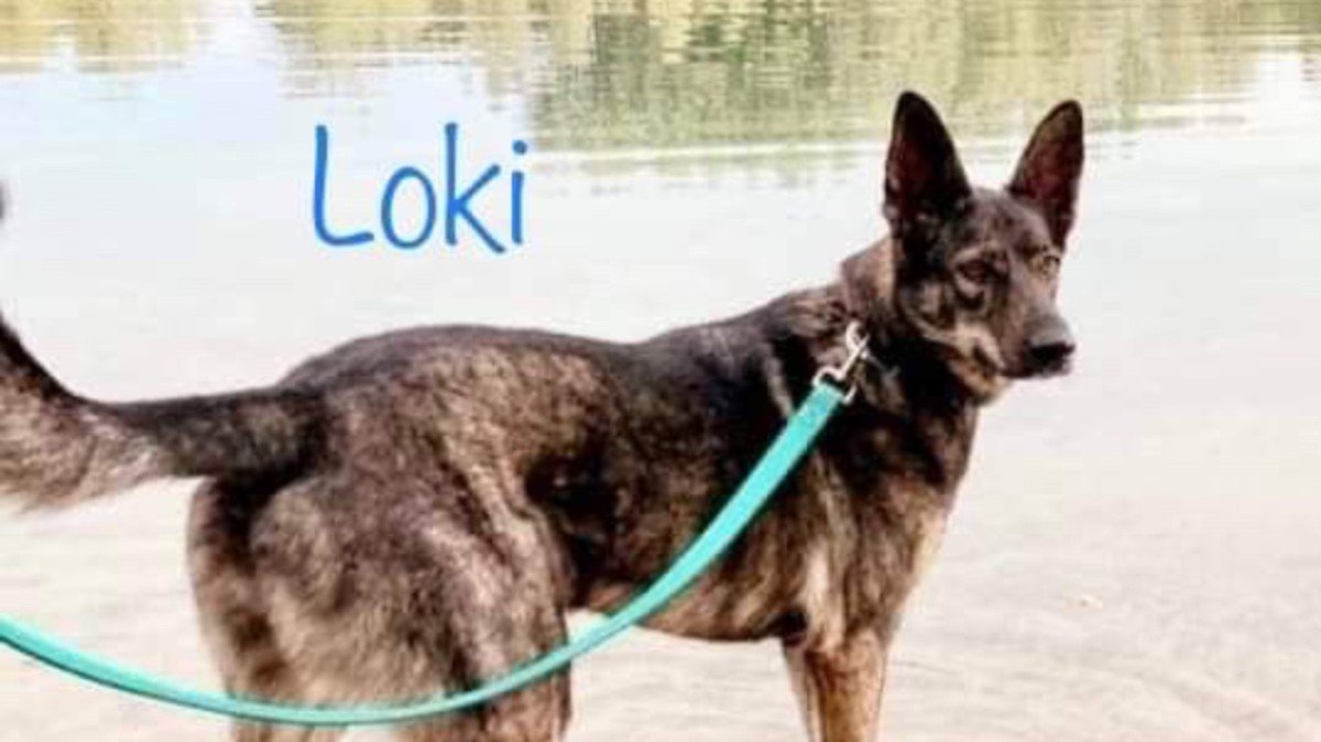 Loki