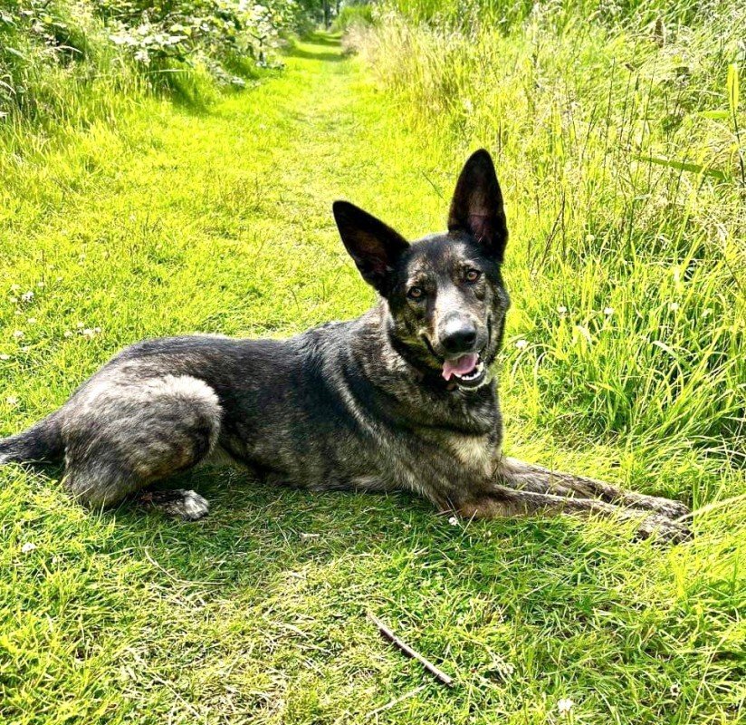 Loki