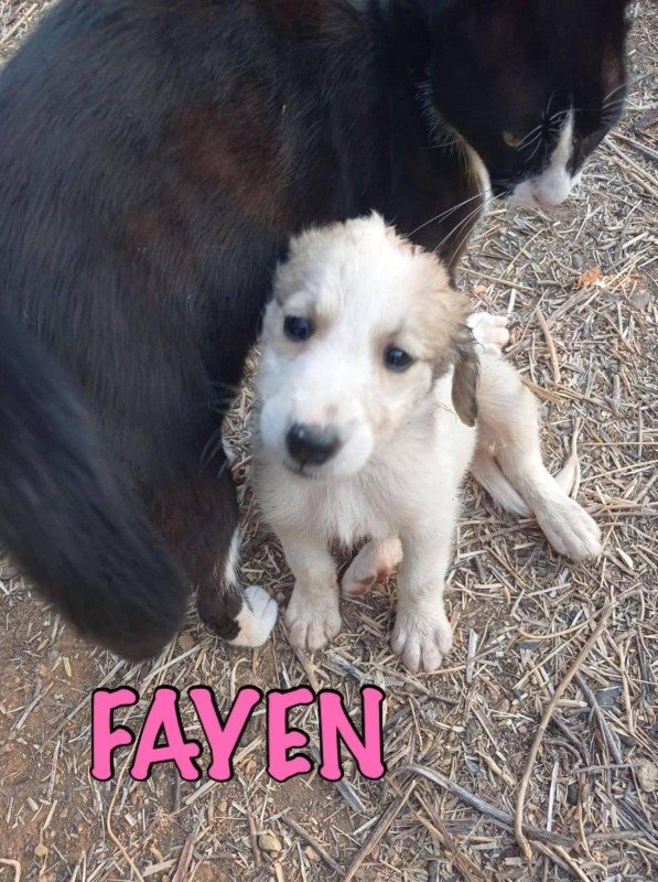 Fayen