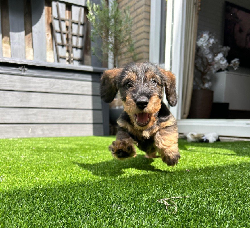 Gizmo