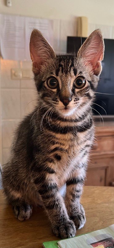 Coco