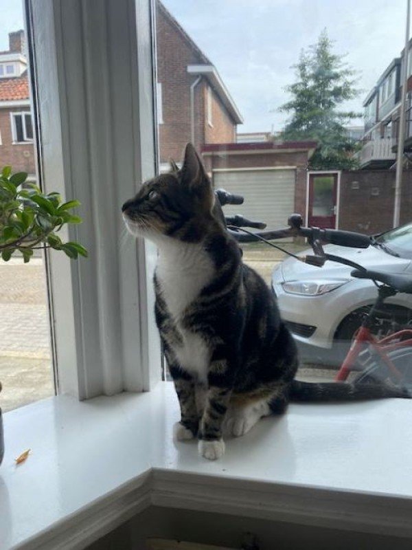 Guusje