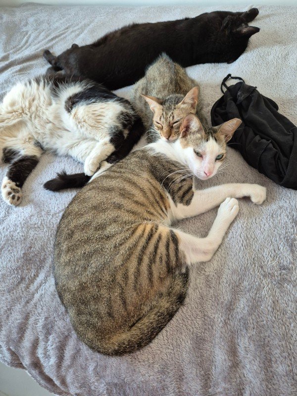 Sofiane - Arabische Mau