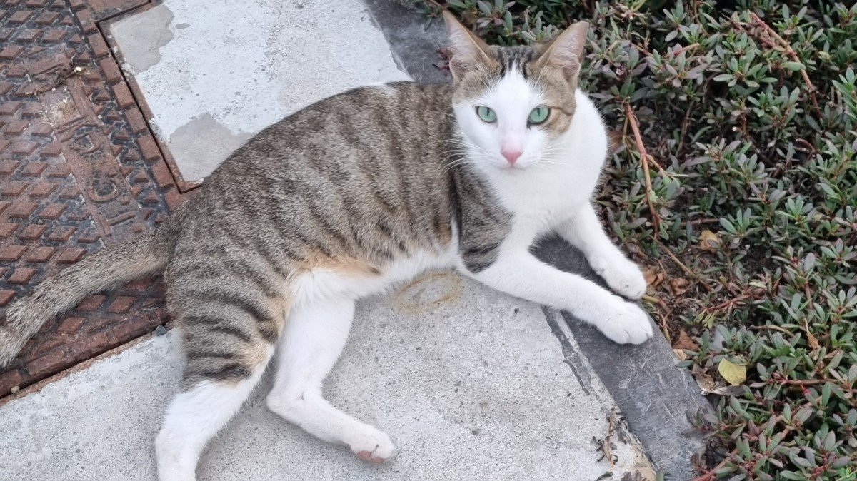 Sofiane - Arabische Mau