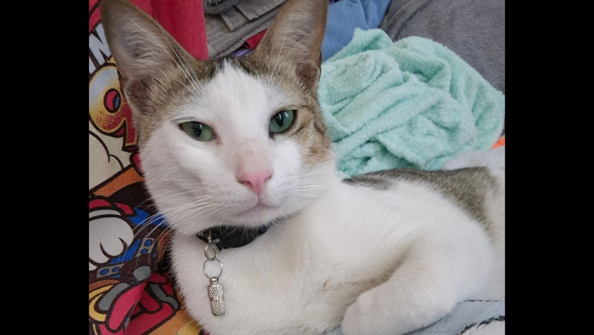 Sofiane - Arabische Mau