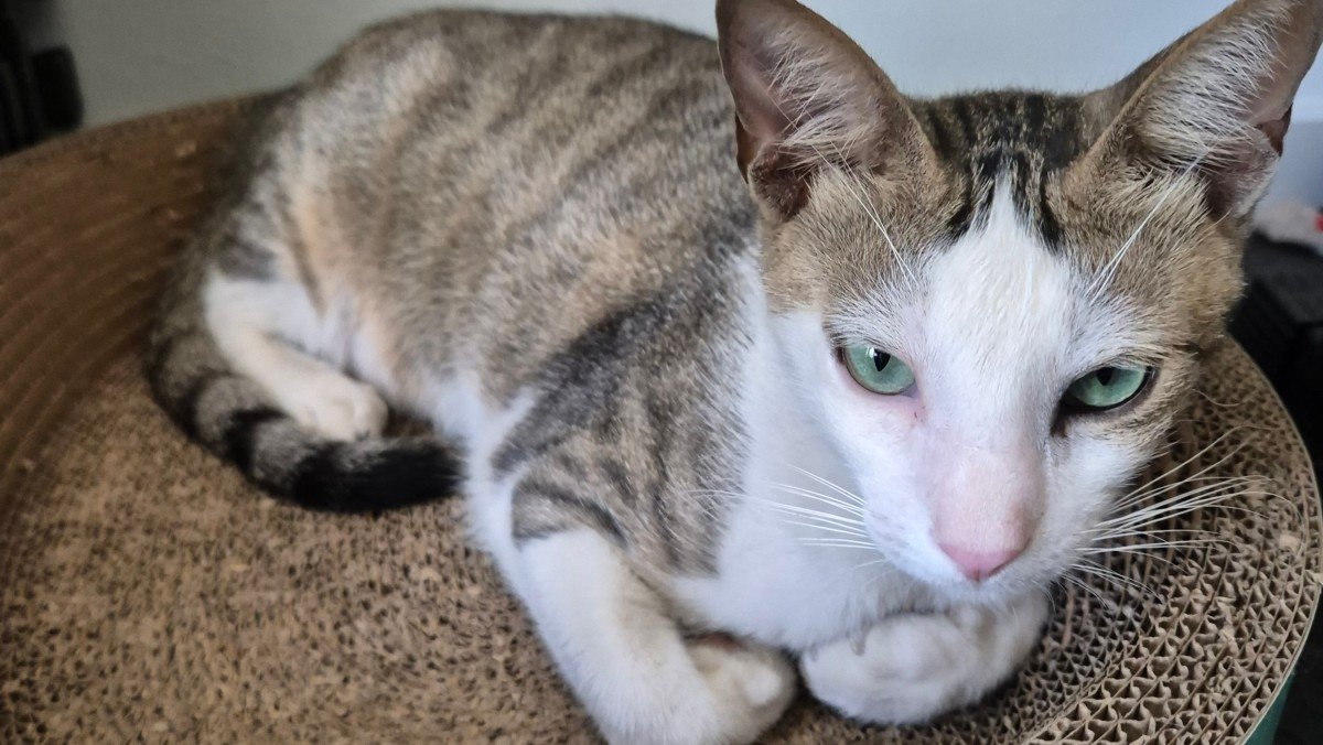 Sofiane - Arabische Mau