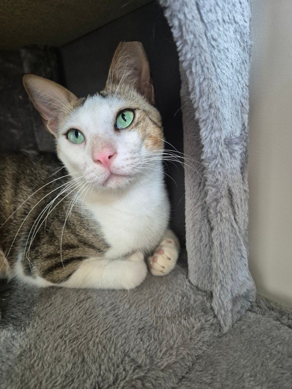 Sofiane - Arabische Mau